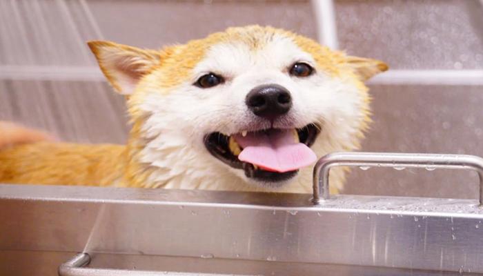 Hình ảnh chó Shiba cute