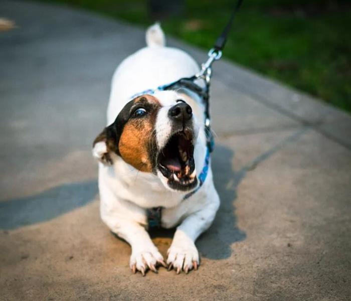 Hình ảnh chó sủa gâu gâu
