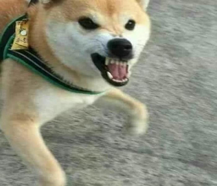 Hình ảnh chó sủa meme