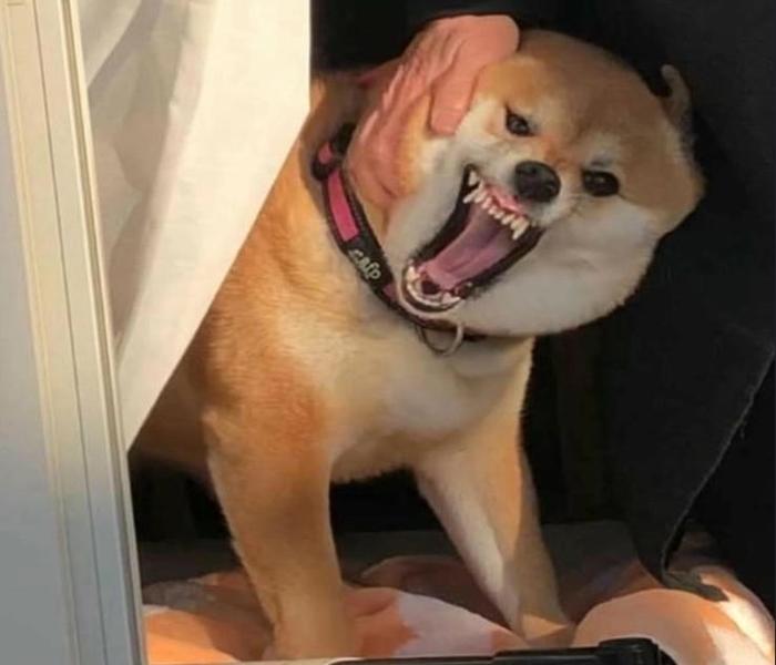 Mới Nhất +75 Hình Ảnh Chó Sửa Gâu Gâu, Ảnh Chế Chó Sửa Meme Hài Xỉu