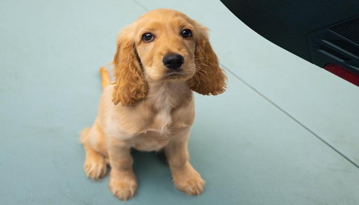 Hình ảnh con chó vàng cute