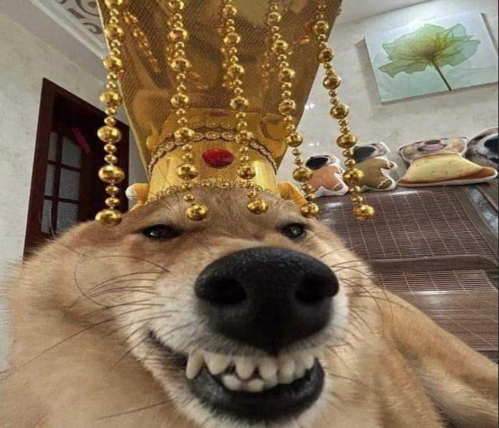 Hình ảnh chó vàng meme