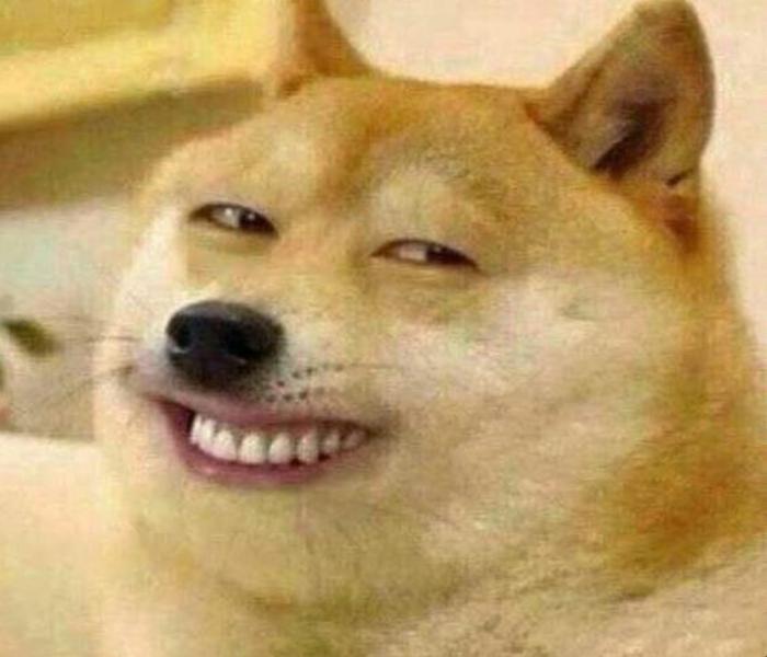 Hình ảnh chó vàng meme