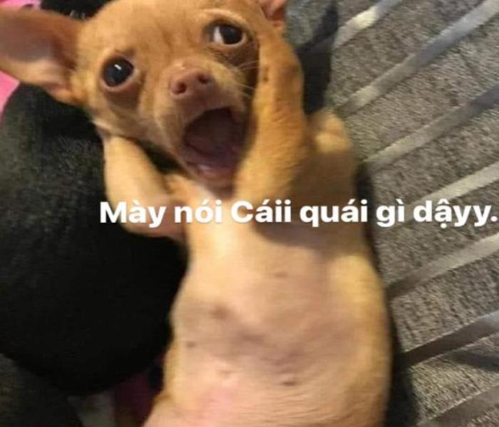 Hình ảnh chó vàng meme
