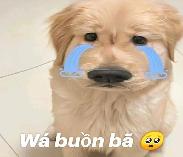 Hình ảnh chó khóc lóc