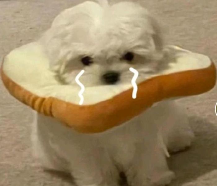 Hình ảnh meme chó buồn