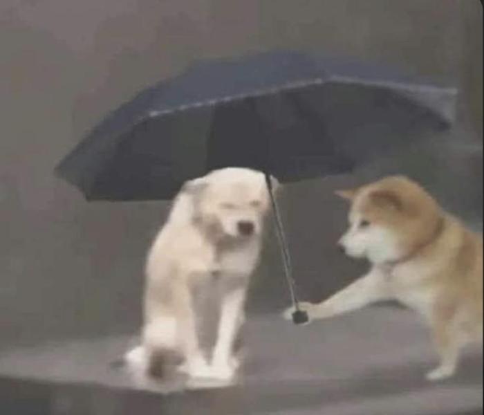 Tổng Hợp +191 Hình Ảnh Chó Buồn, Ảnh Chó Khóc Meme Đáng Yêu Hài Hước