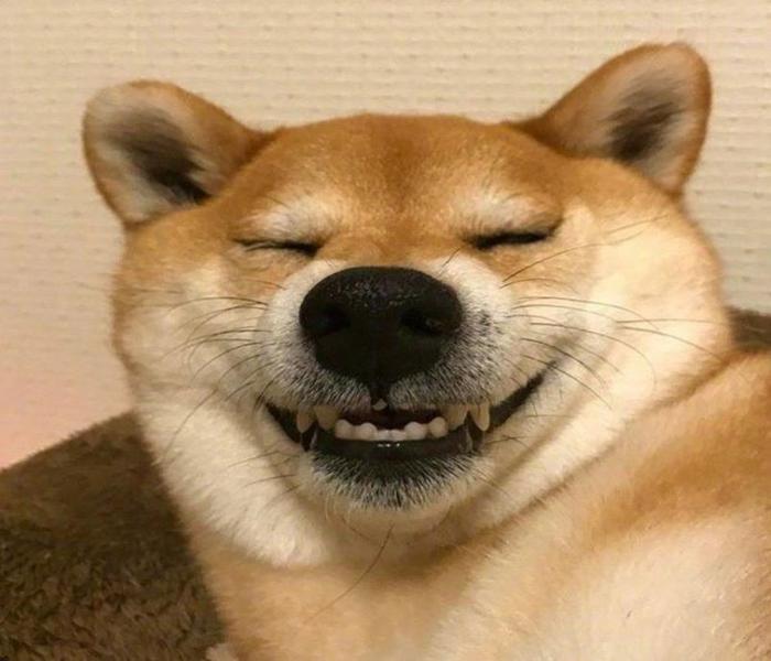 Ảnh chó nhe răng cười hài hước