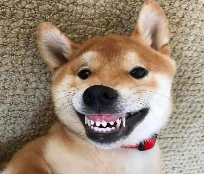 Hình ảnh con chó cười