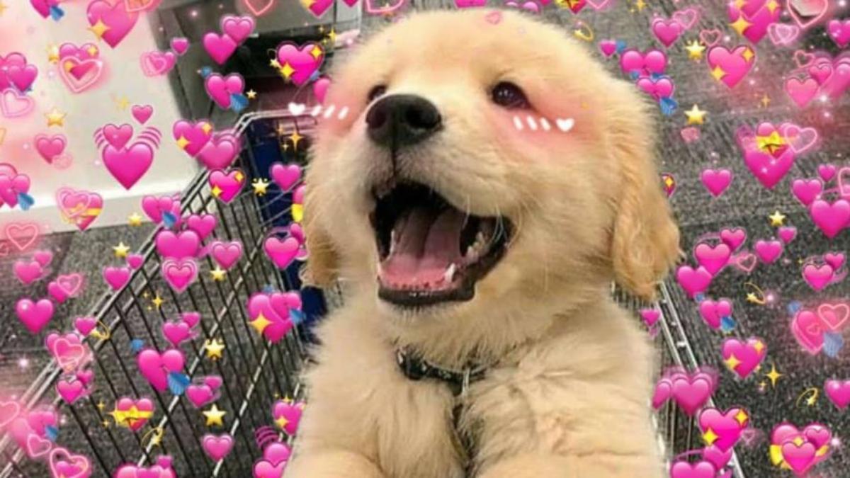 Hình nền máy tính ảnh chó cute 