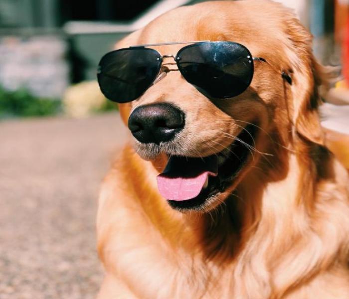 Hình ảnh chú chó đeo kính ngầu