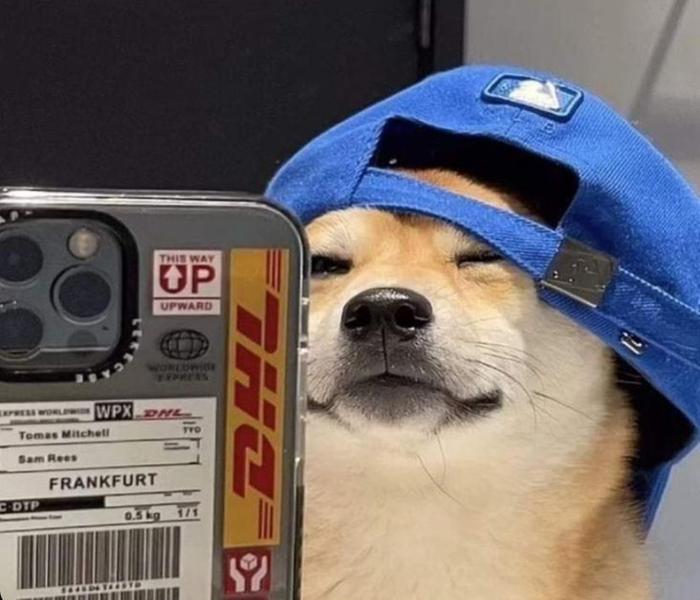 Hình chó đội mũ meme
