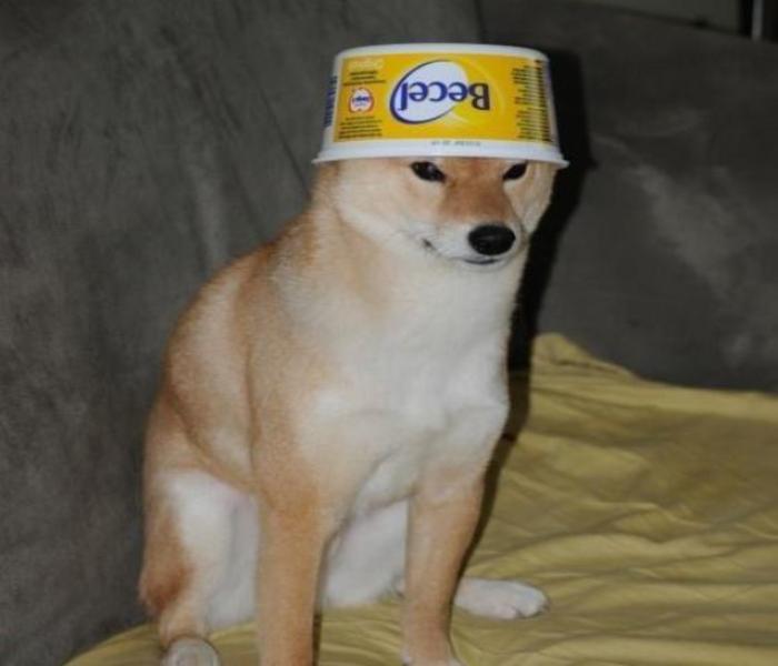 Hình chó đội mũ meme