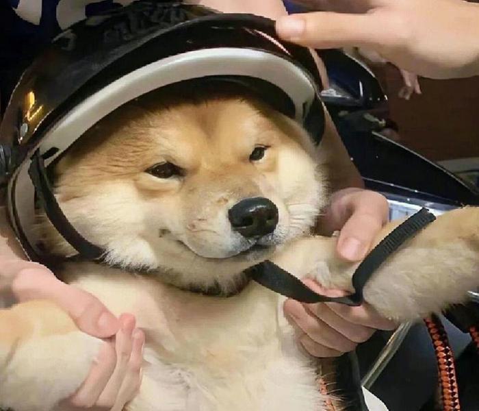 Hình chó đội mũ meme