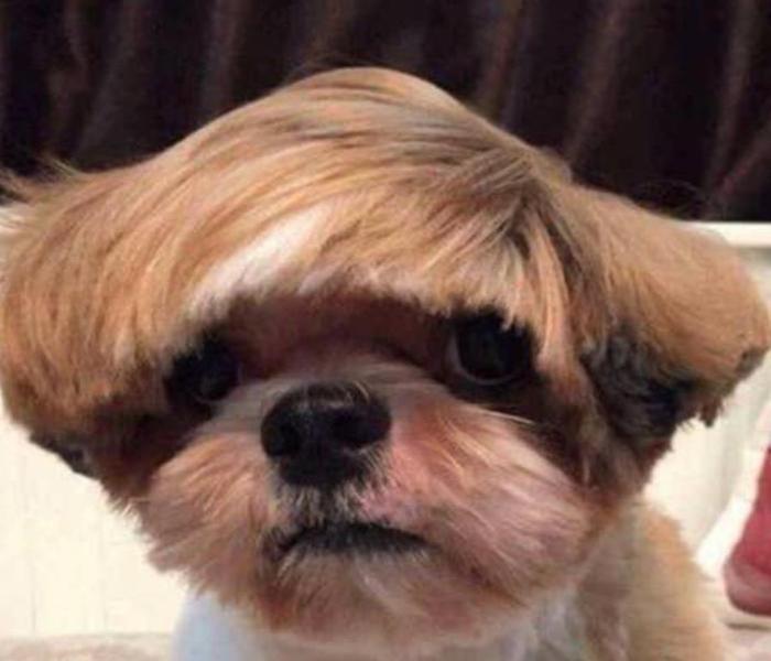 Hình ảnh con chó đội tóc giả