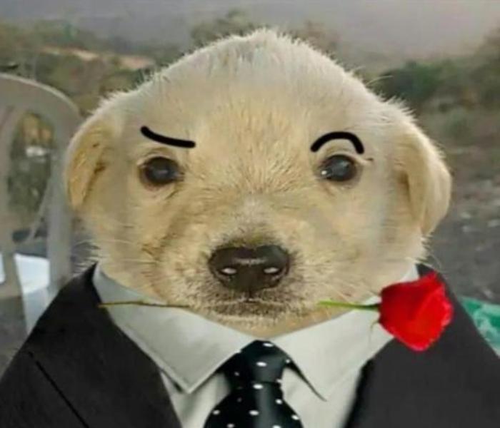 Hình ảnh chó meme hài hước