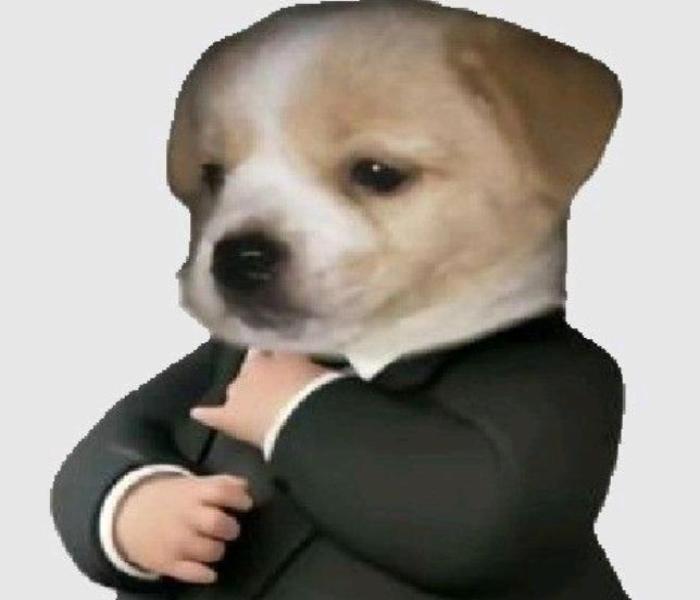 Ảnh avatar chó meme hài