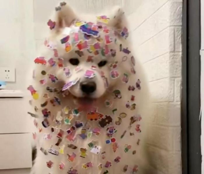 Hình ảnh chú chó cute