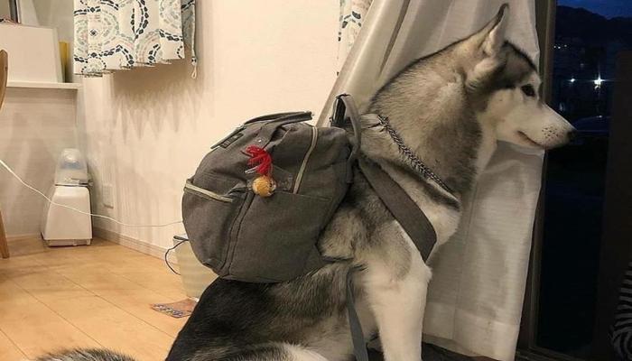 Hình ảnh con chó ngáo