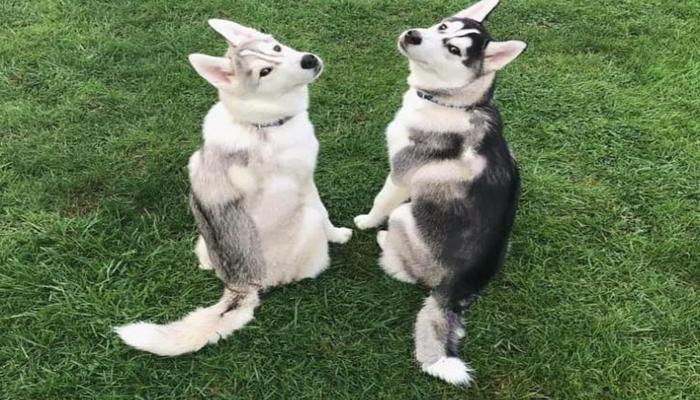 Hình ảnh con chó ngáo