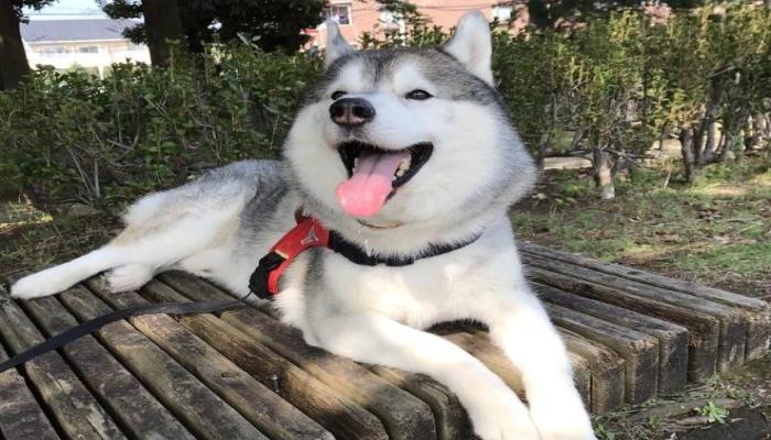 Hình ảnh con chó ngáo