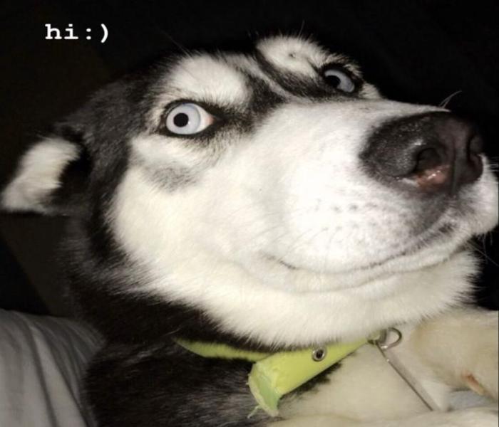 Hình ảnh chó ngáo meme
