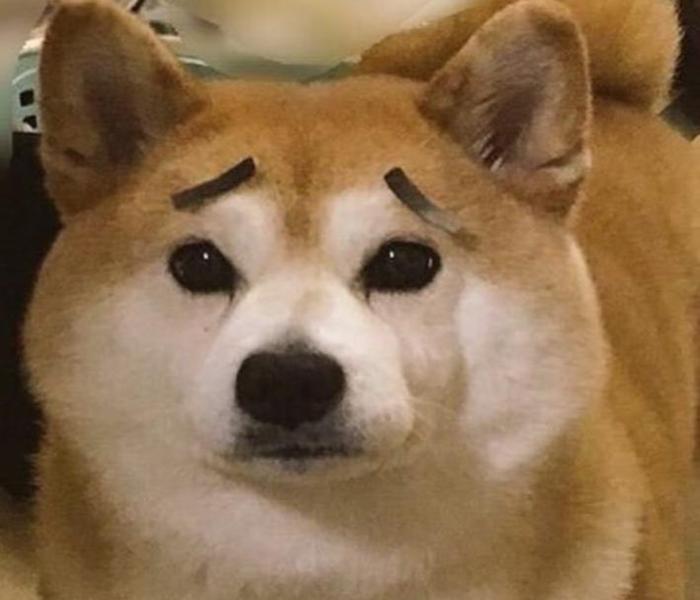 Hình ảnh chó ngáo meme