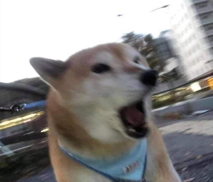 Hình ảnh chó ngáo meme