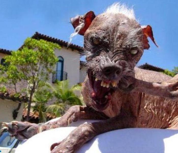 Hình ảnh con chó xấu xí nhất thế giới