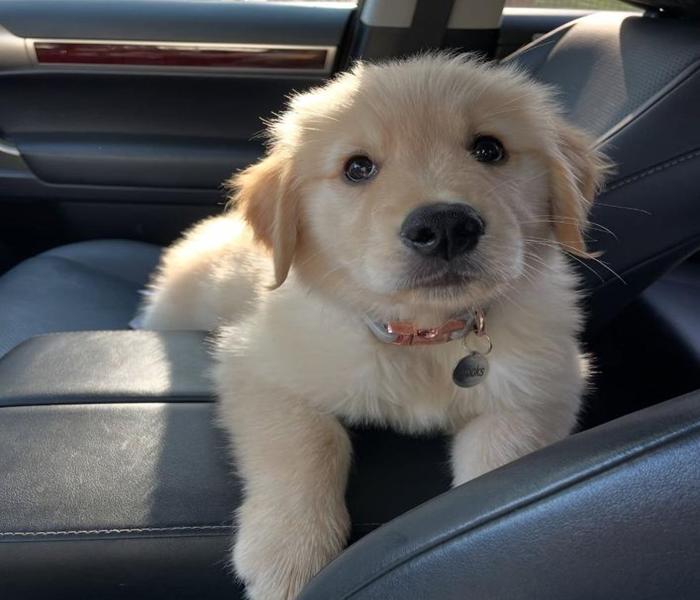 Hình ảnh cún cute