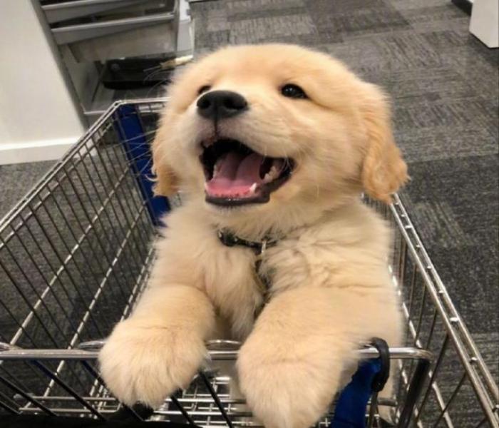 Hình ảnh cún cute