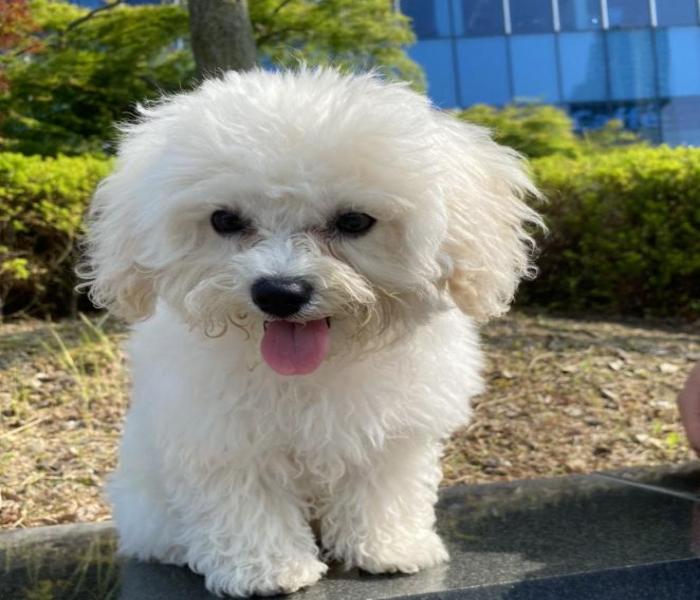 Hình ảnh cún cute