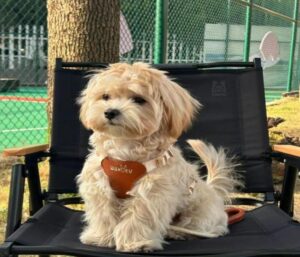 Hình ảnh cún cute