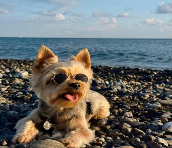 Hình ảnh cún ngầu cute
