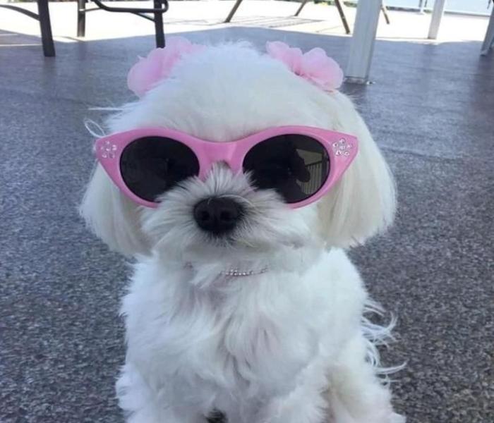 Hình ảnh cún ngầu cute