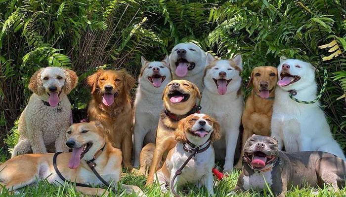 Hình ảnh đàn chó đẹp nhất