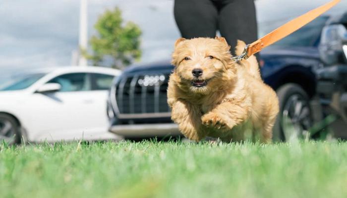 Hình ảnh dắt chó đi dạo cute