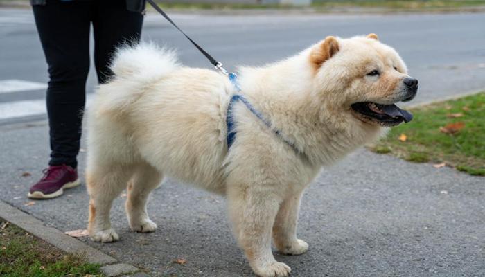 Hình ảnh dắt chó đi dạo cute