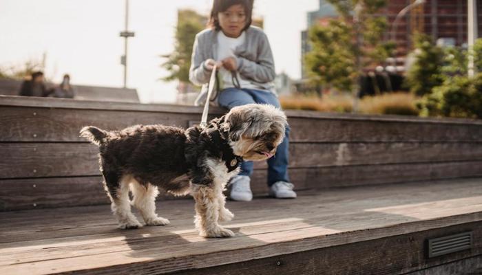 Hình ảnh dắt chó đi dạo cute