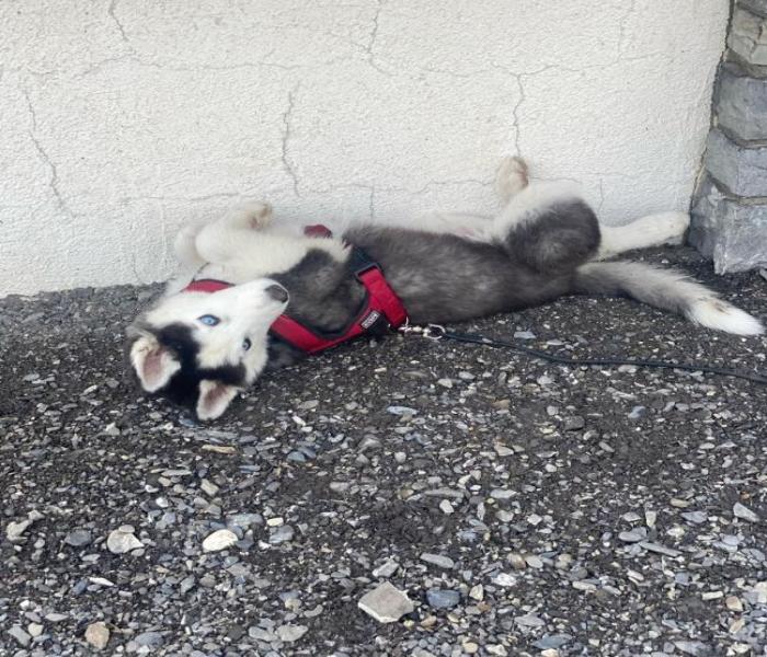 Hình ảnh dắt chó meme cute