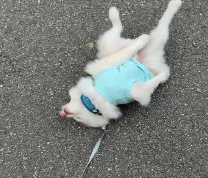 Hình ảnh dắt chó meme cute