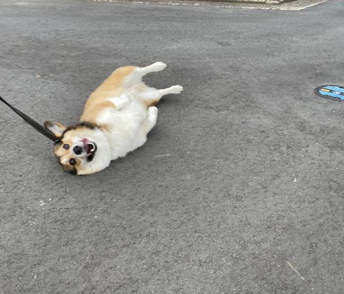 Hình ảnh dắt chó meme cute