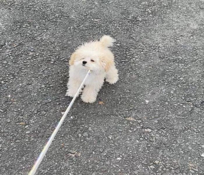 Hình ảnh dắt chó meme cute