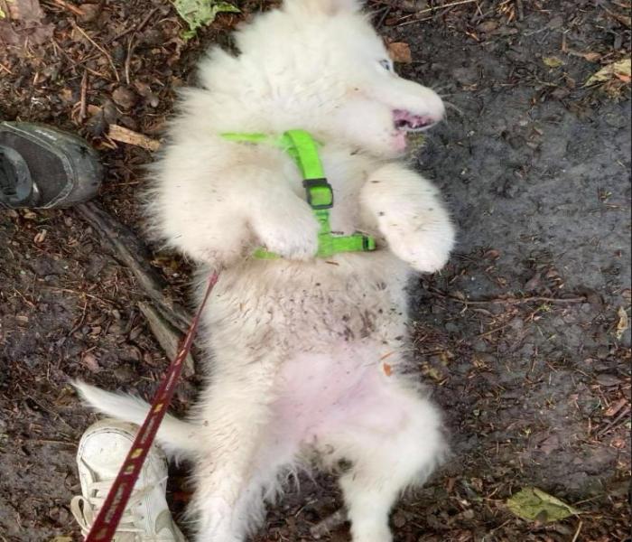 Hình ảnh dắt chó meme cute