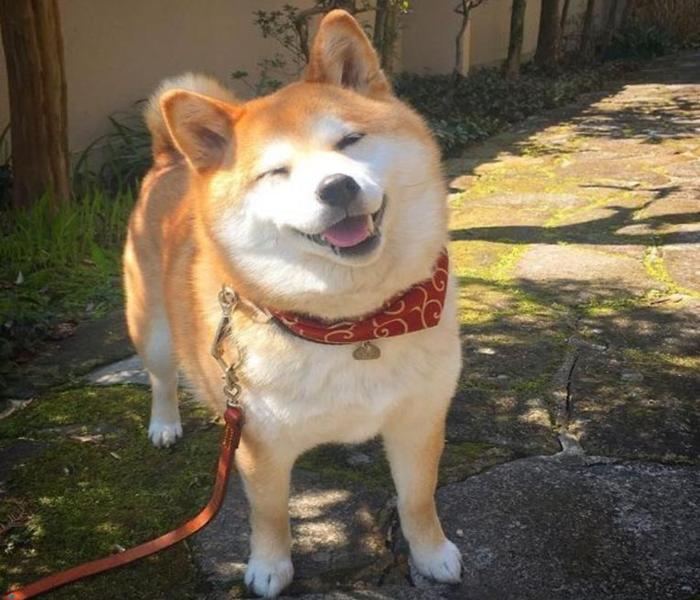 Hình ảnh dắt chó Shiba
