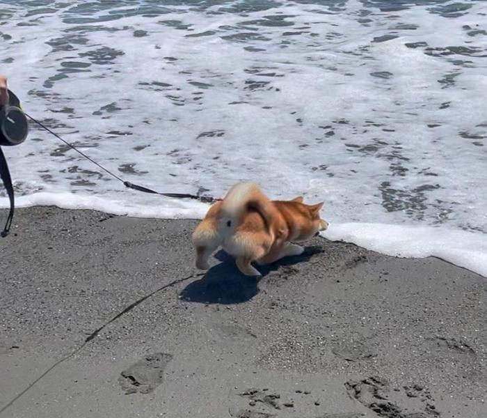 Hình ảnh dắt chó Shiba