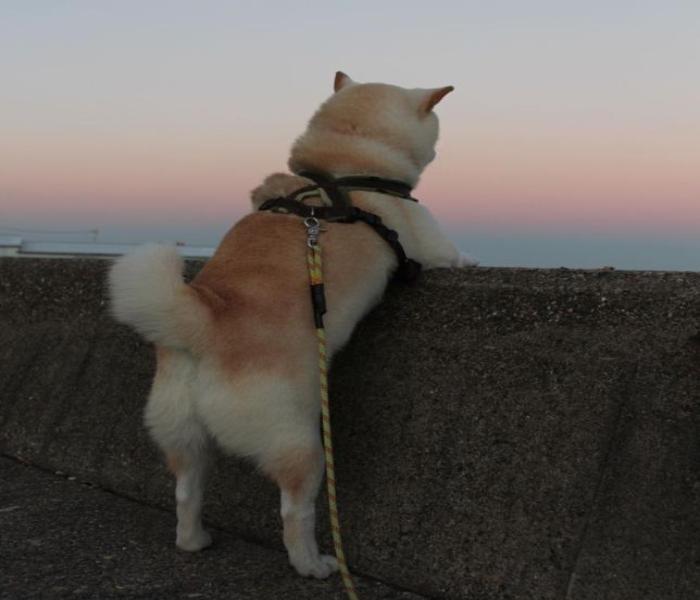 Hình ảnh dắt chó Shiba