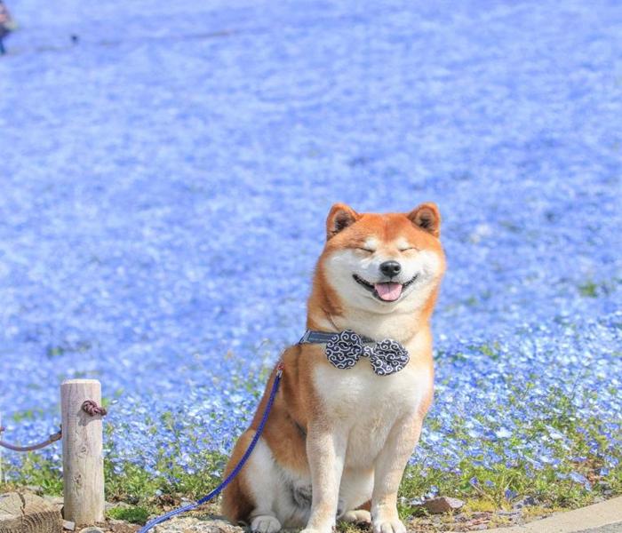 Hình ảnh dắt chó Shiba