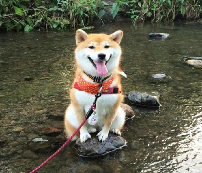 Hình ảnh dắt chó Shiba