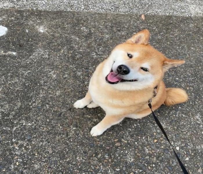 Hình ảnh dắt chó Shiba